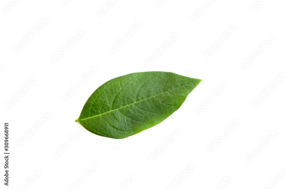Close up of young nature green leaf isolated on white background using as natural plants landscape, ecology wallpaper concept. Close up of young nature green leaf isolated on white background using as natural plants landscape, ecology wallpaper concept.
