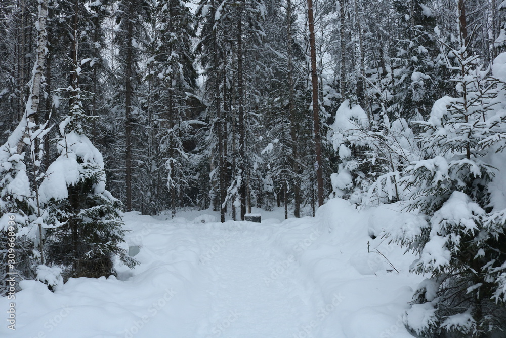 winter in the forest