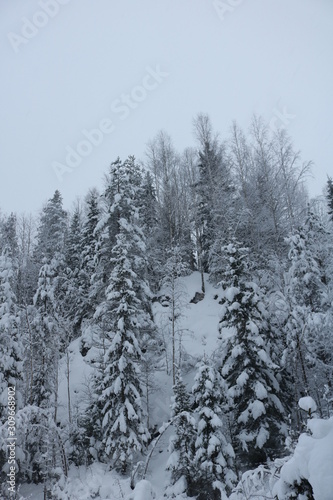 Snow-covered forest on the mountainside