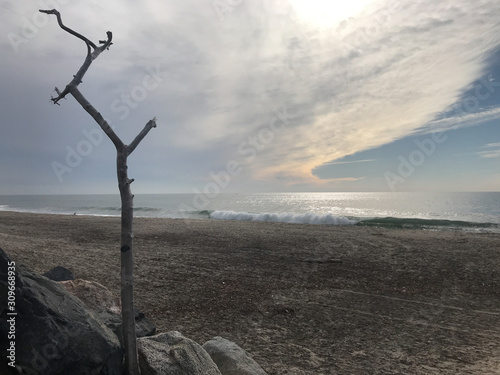Lone Tree on the Beach