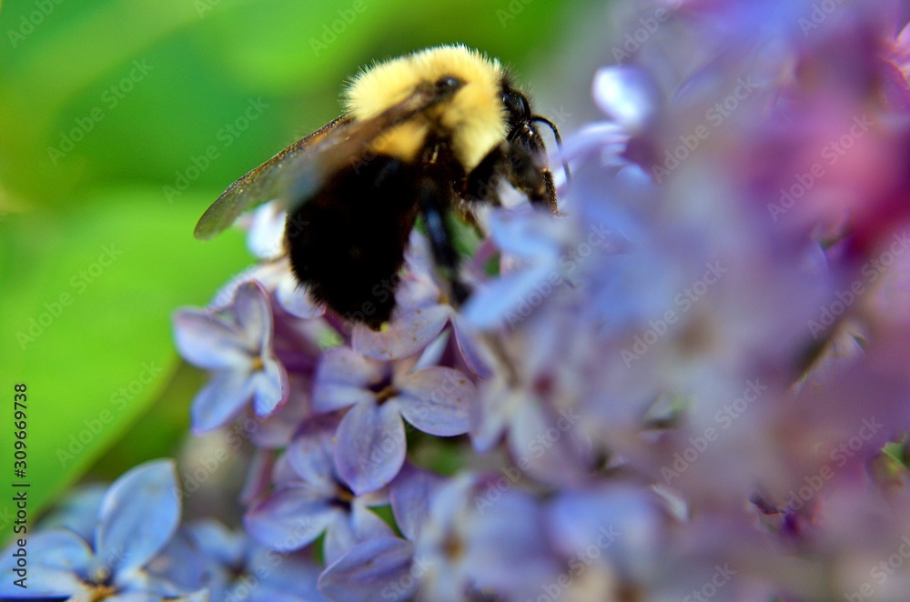 BumbleBee at works BumbleBee at works
