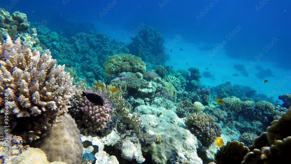 Life in the ocean. Tropical fish and coral reefs. Beautiful corals.  
