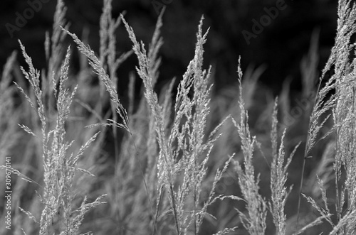 Dead weeds © Patrick