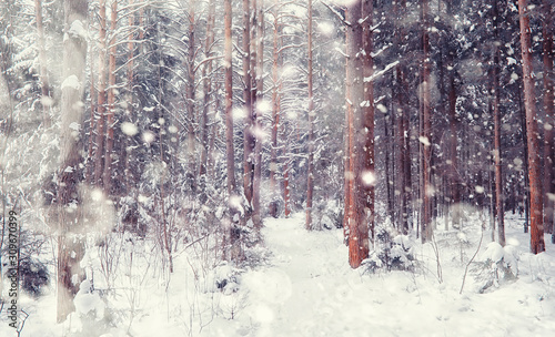 Winter forest landscape. Tall trees under snow cover. January frosty day in the park.