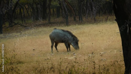 42 Best Indian Boar Images Stock Photos Vectors Adobe Stock