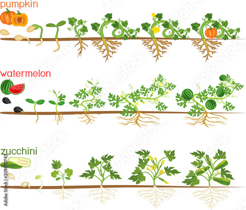 Set of life cycles of gourd plants. Stages of watermelon, pumpkin, zucchini growth from seed and sprout to harvest isolated on white background