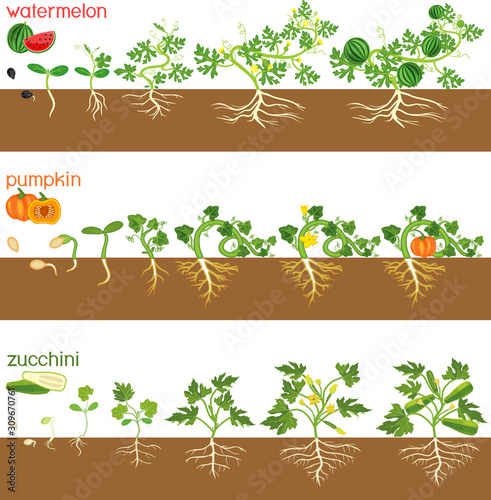 Set of life cycles of gourd plants. Stages of watermelon, pumpkin, zucchini growth from seed and sprout to harvest isolated on white background