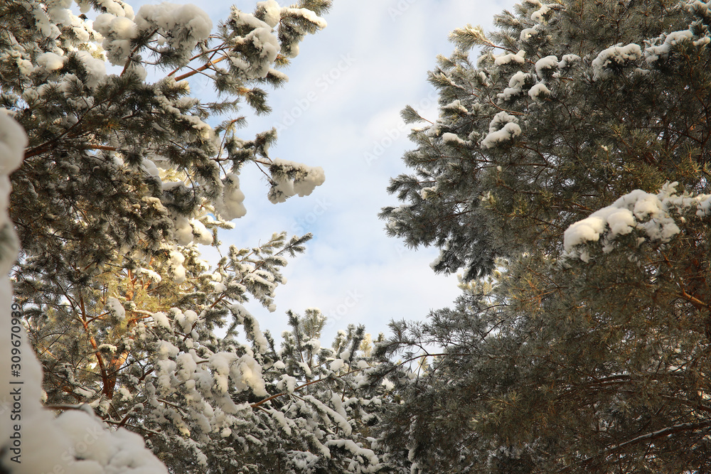 Winter Park. Landscape in snowy weather. January. Winter Park. Landscape in snowy weather. January.