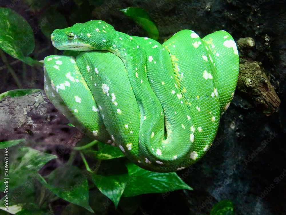 Snake Wrapped Around Tree