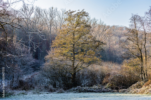 Baum bei eisiger Kälte © Frank