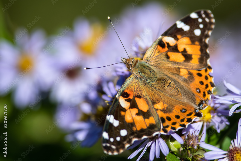 Painted Lady Butterfly Sipping Nectar from the Accommodating Flower Painted Lady Butterfly Sipping Nectar from the Accommodating Flower