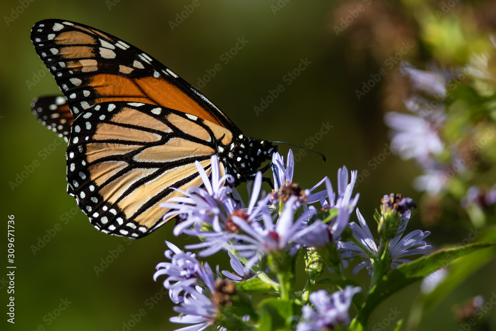 Naklejka premium Monarch Butterfly Sipping Nectar from the Accommodating Flower