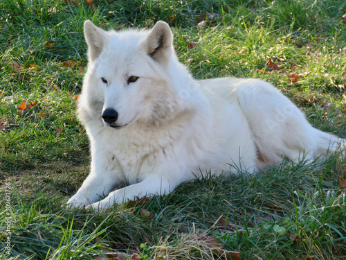 Arctic wolf resting on grass at zoo