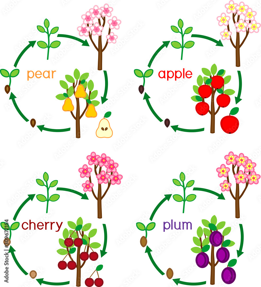 Set with life cycles of different garden fruit trees (apple, pear, plum