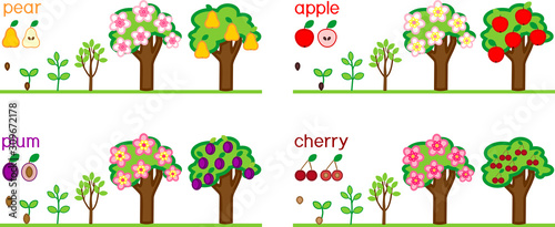 Set with life cycles of different garden fruit trees (apple, pear, plum and cherry). Plant growth stage from seed to tree with fruits