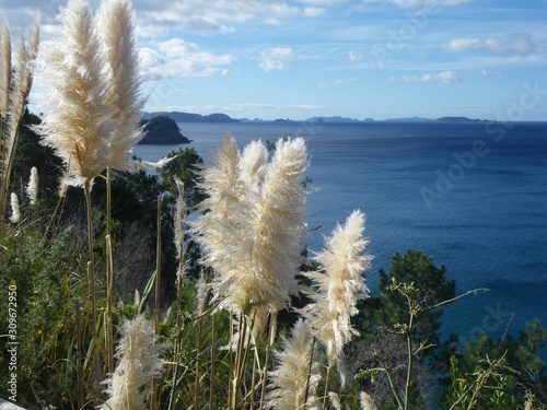 View of the ocean through pampas grass