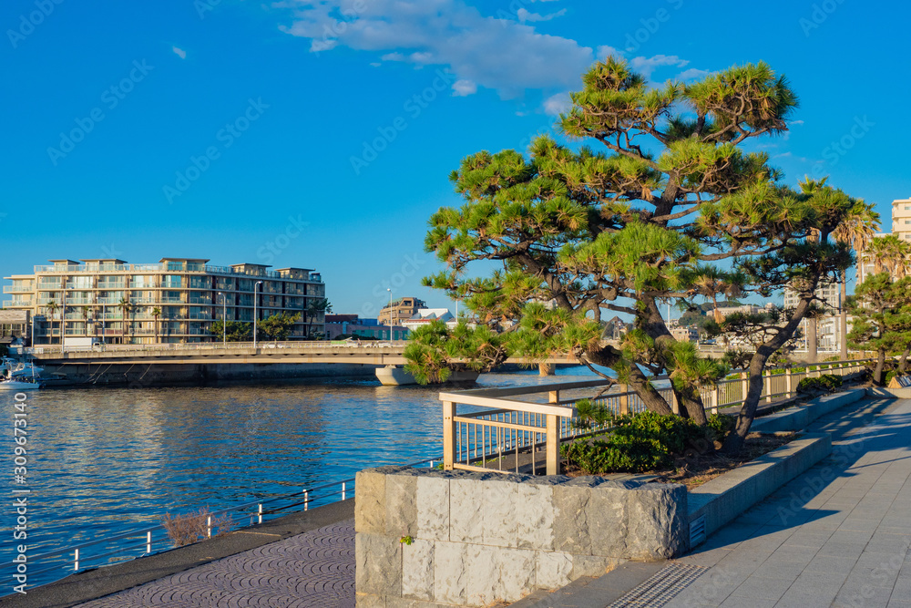 Japan. Tokyo. Fujisawa island, Kanagawa Prefecture. View of the island on a Sunny day. A pine tree on the Fujisawa waterfront. Sights Of Japan. Travel to Asia.