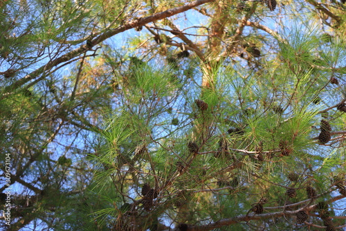 Needles  branches and pine cones  background