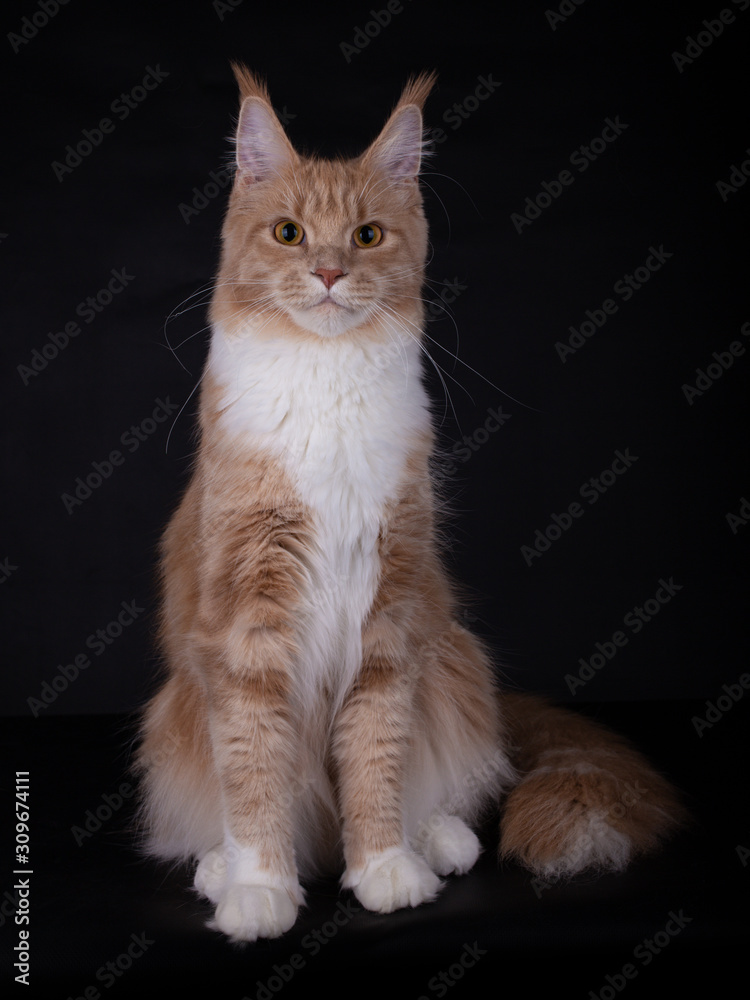 Cute and majestic Creme with white Maine Coon cat kitten sitting straight, looking with interest at the lens, isolated on a black background