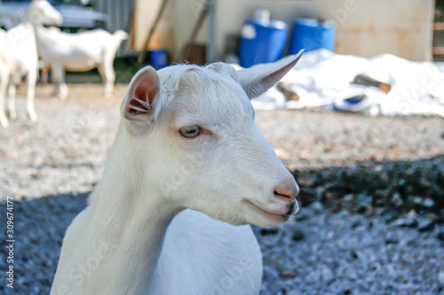 small goat farm © Леонид Зосименко