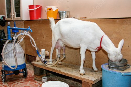 Foto small goat farm