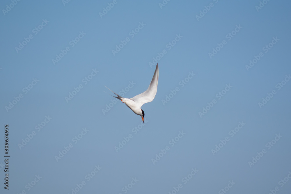 Forster's Tern Going into a Dive