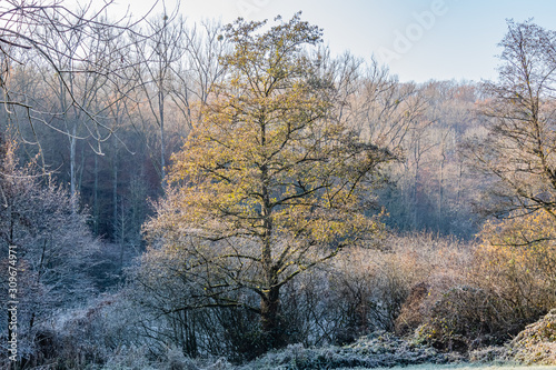Baum im Winter Erle