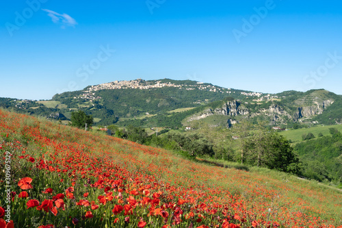 Fields full of poppies in San Marino
