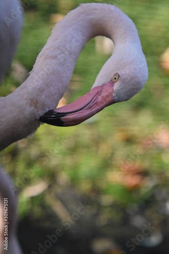 Flamingo pflege