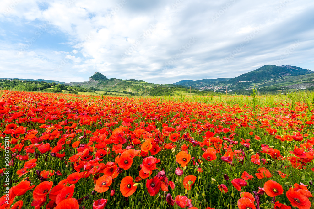Fields full of poppies in Valmaerecchia, from San Leo to Maioletto