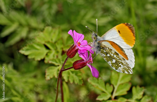 Orange tip butterfly