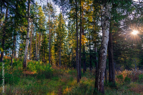 Landscape early autumn fir forest in the Ural mountains.