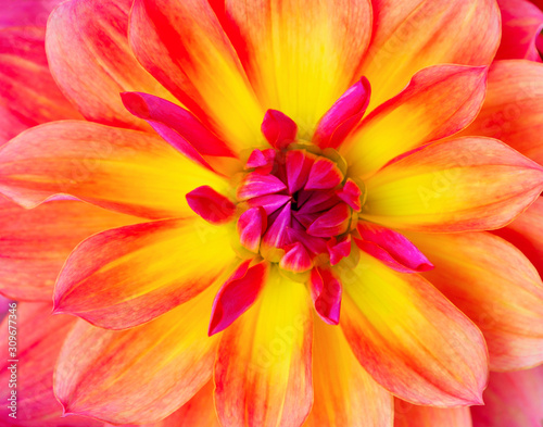 Flower of  Dahlia  Close up.