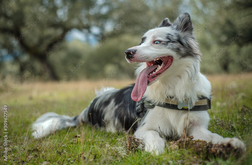 border collie blue merle in the green field with trees