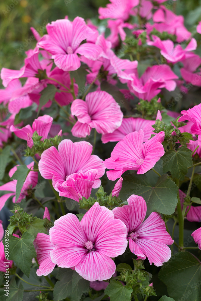 Lavatera - pink flower blooms in the summer in the garden. Beautiful flower of Lavatera rose mallow. Background Lavatera - pink flower blooms in the summer in the garden. Beautiful flower of Lavatera rose mallow. Background