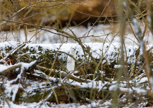 White weasel in snowy forest at winter