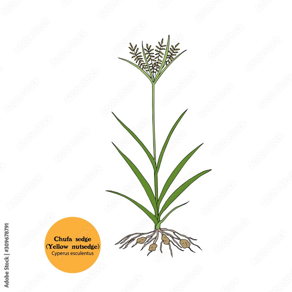 Hand drawn illustration of Chufa plant. Chufa sedge, Water grass