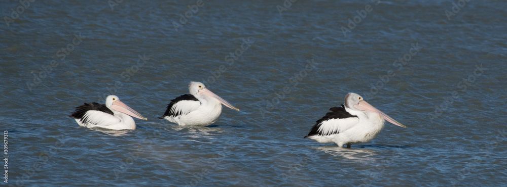 Fototapeta premium three pelicans