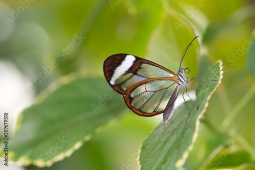 butterfly