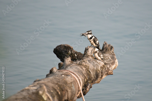 Kingfisher