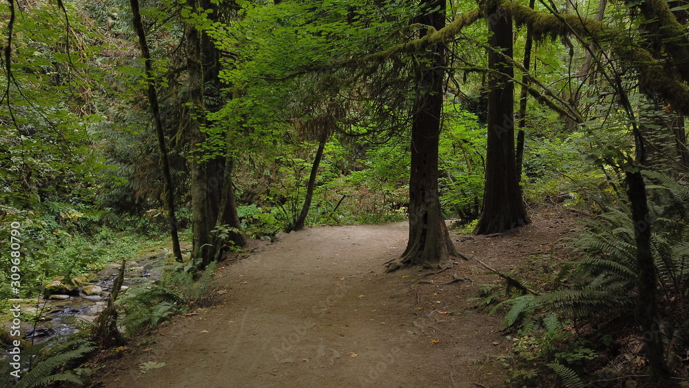 Hiking trail in Forest Park, Portland, Oregon Hiking trail in Forest Park, Portland, Oregon