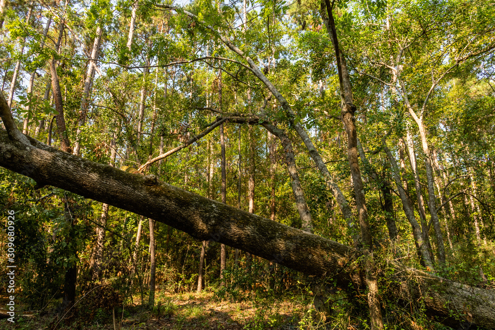 Scenic forest vista with a fallen tree trunk near Charleston, South Carolina Scenic forest vista with a fallen tree trunk near Charleston, South Carolina
