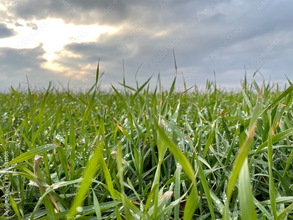 Obraz premium green grass and blue sky