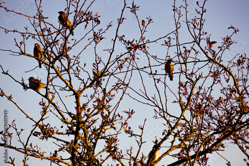 A flock of birds perched on a branch.