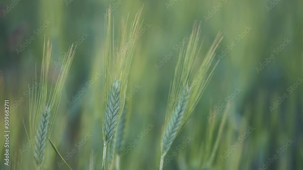 Green cereals detail waving in the spring breeze Green cereals detail waving in the spring breeze