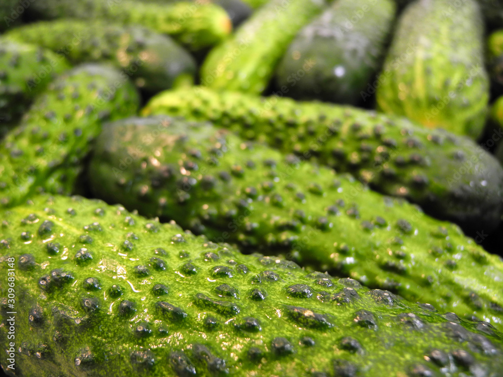 Natural green background of wet cucumbers closeup side view. Gardening and harvesting. Natural green background of wet cucumbers closeup side view. Gardening and harvesting.