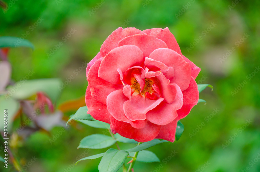 Soft focus beautiful red rose with leave in background. with nature background, Thailand