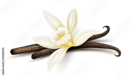 Vanilla flower with dried vanilla sticks. Realistic food cooking condiment. Aromatic seasoning ingredient for cookery and sweet baking, Isolated on white background. Eps10 vector illustration. photo