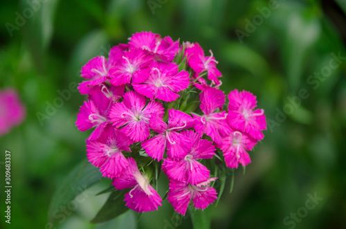 Colorful Dianthus flower  Dianthus chinensis   Caryophyllaceae  blooming in garden at Thailand.