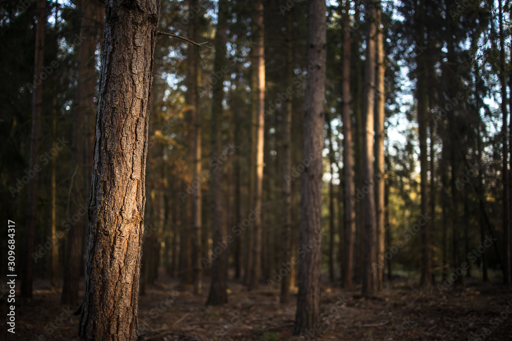 Obraz premium Lovely autumnal forests lit by warm late afternoon sun